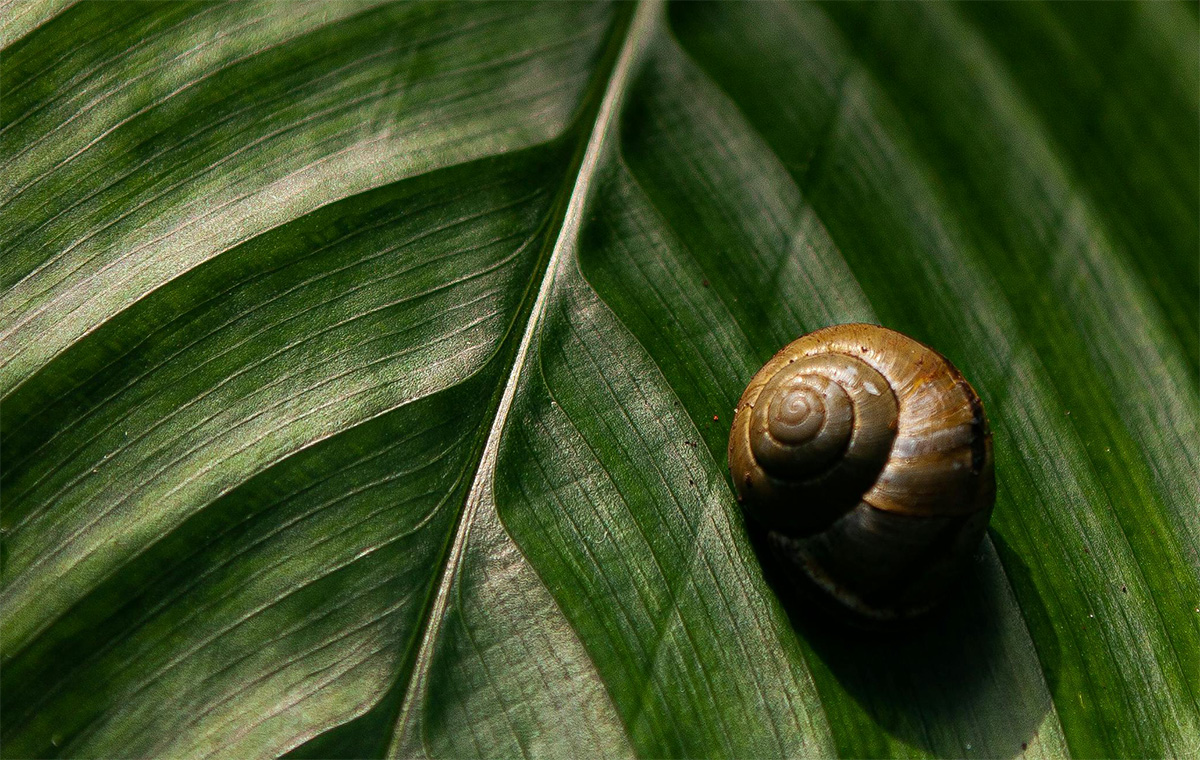 Slugs have blue blood